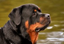 Rottweiler History: From Herder or Driving Dogs to Sporting, Therapy Dog Origins Explained