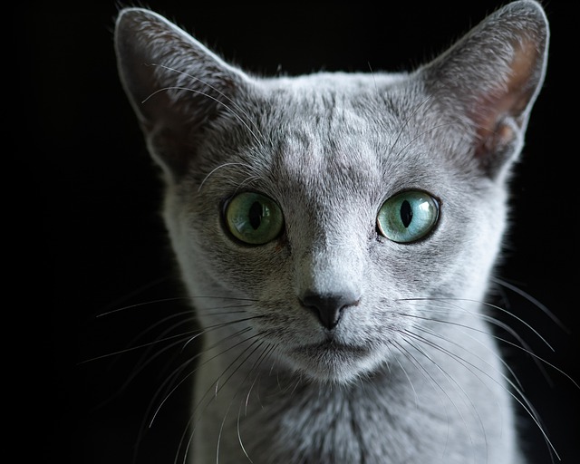 Russian Blue Cat: Breed Overview 11