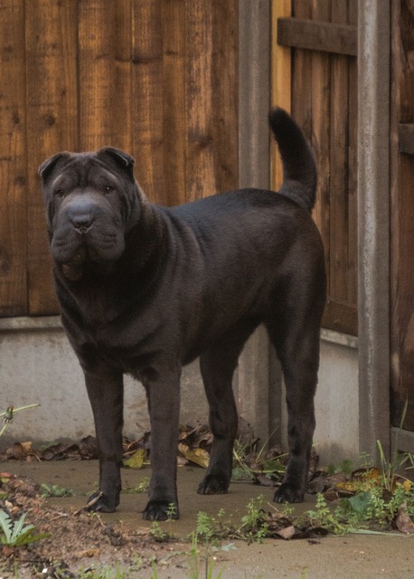 Complete Guide to Shar Pei Dogs: Breed Overview and Characteristics 11