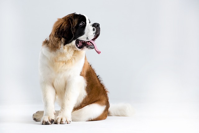 Comprehensive Guide to St. Bernard Dogs: Breed Overview and Characteristics 9