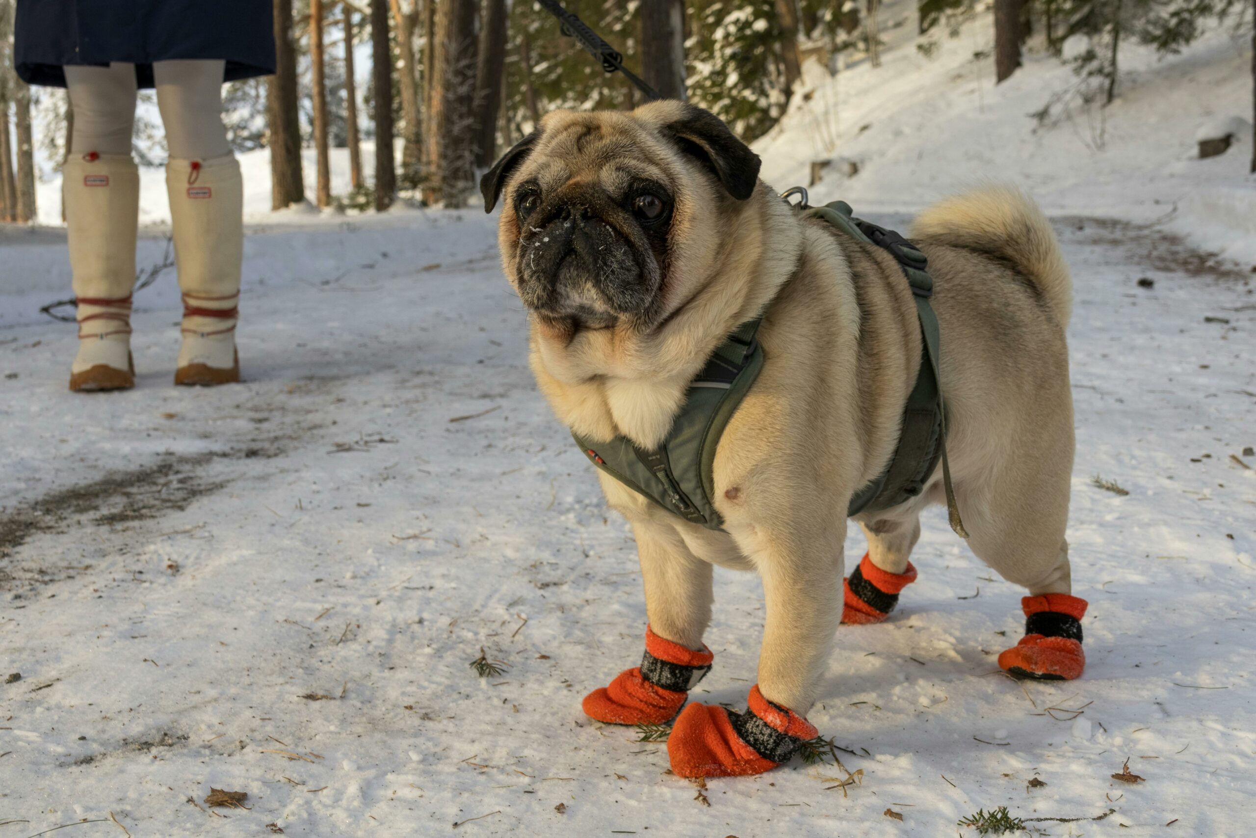 Dog Paw Care in Winter: How to Keep Your Dog’s Paws Healthy During Cold Weather 4