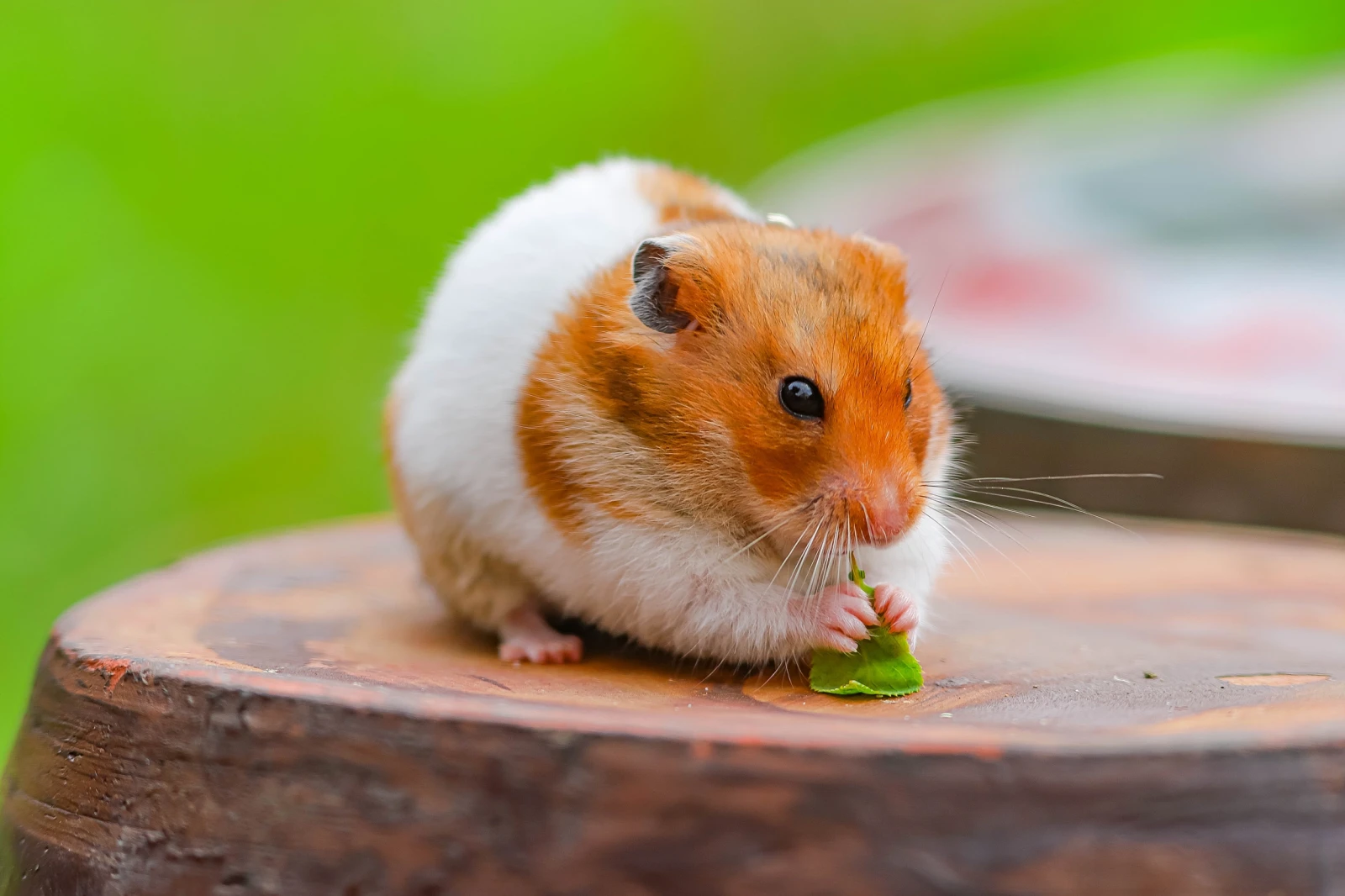 How to Find a Hamster If It Escaped 7 How to Find a Hamster If It Escaped 7