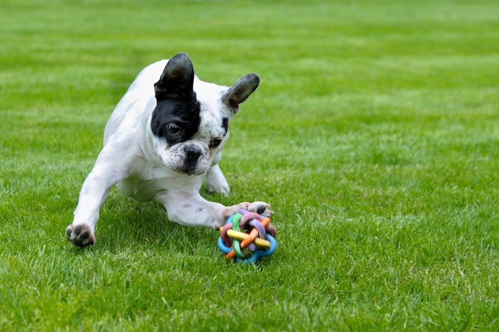The Role of Play in Supporting the Physical and Mental Health of Dogs 28 The Role of Play in Supporting the Physical and Mental Health of Dogs 28