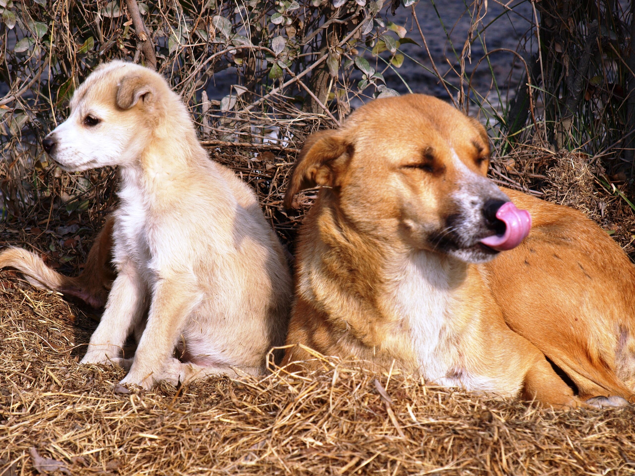 Family Changes and Their Impact on Dogs: Understanding How Transitions Affect Your Pet 22