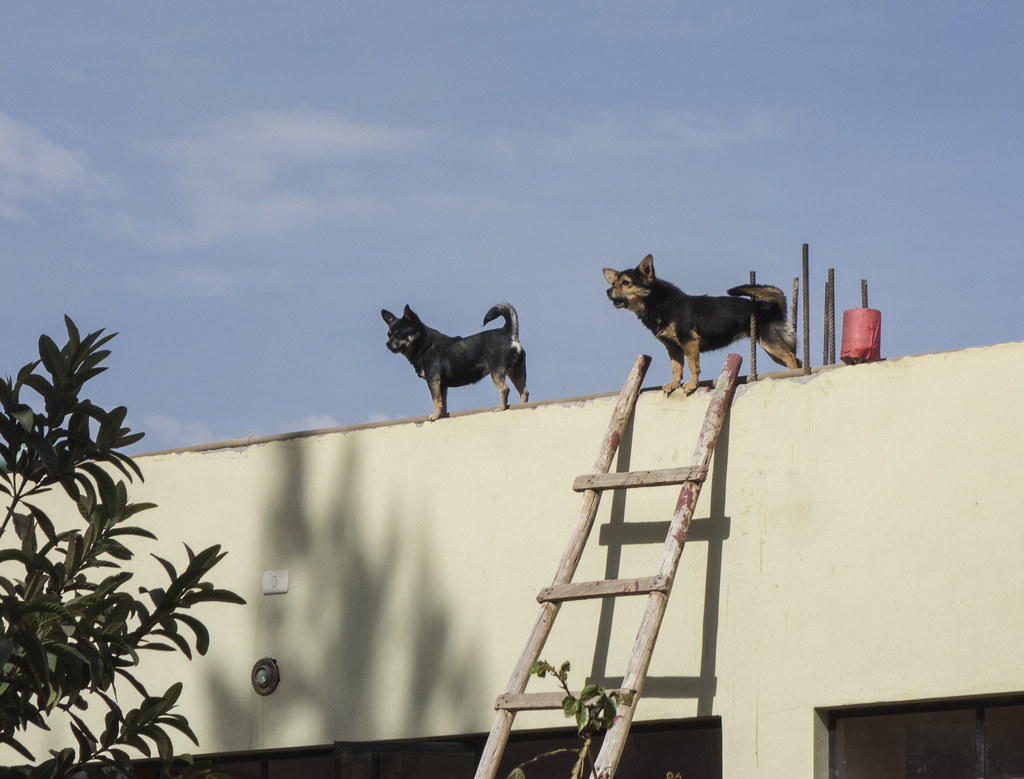 Dog Behavior When Meeting Strangers: How to Manage and Train Dogs in Public Places 10 Dog Behavior When Meeting Strangers: How to Manage and Train Dogs in Public Places 10