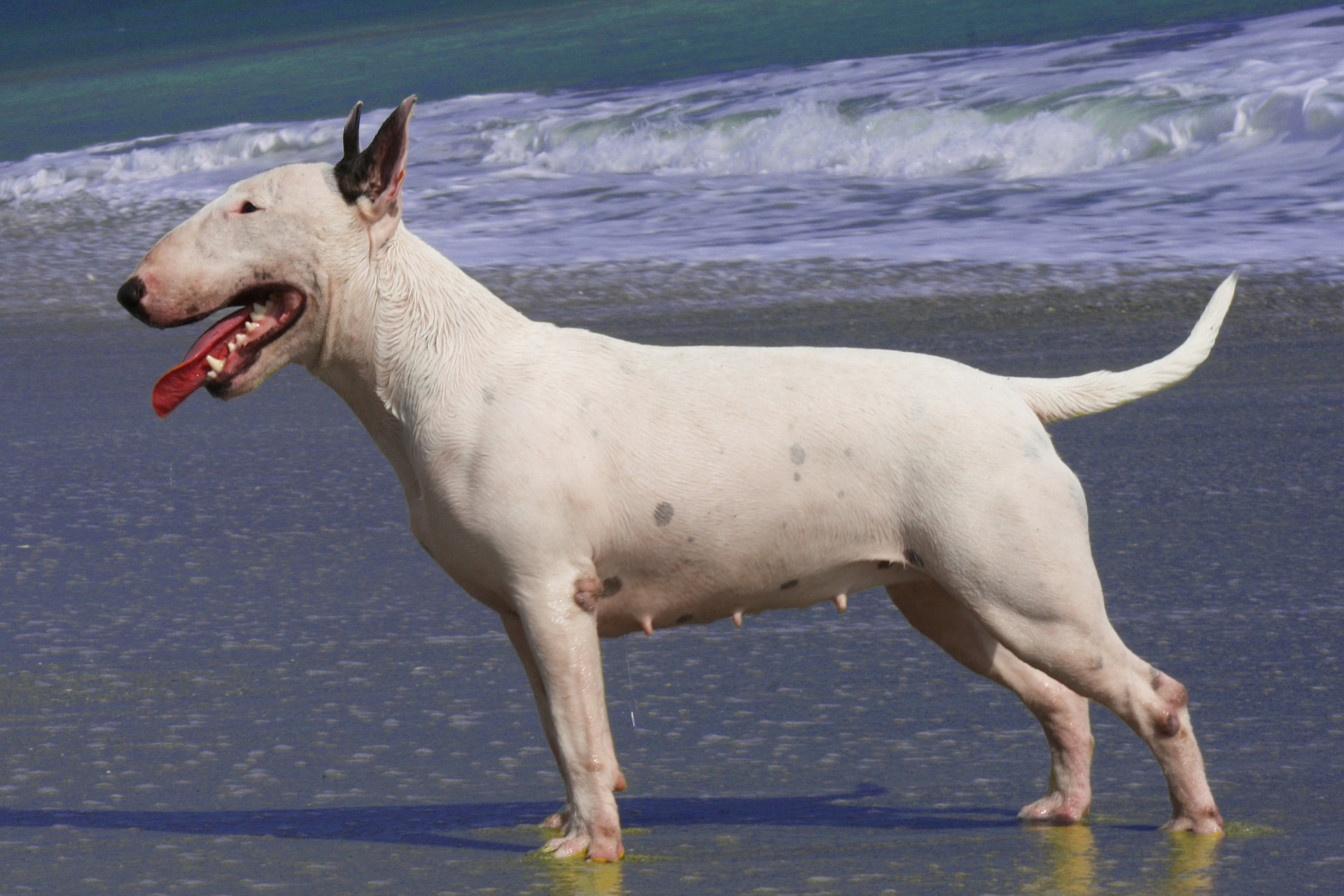 Grooming Tips to Keep Your English Bull Terrier Looking Sharp 9 Grooming Tips to Keep Your English Bull Terrier Looking Sharp 9