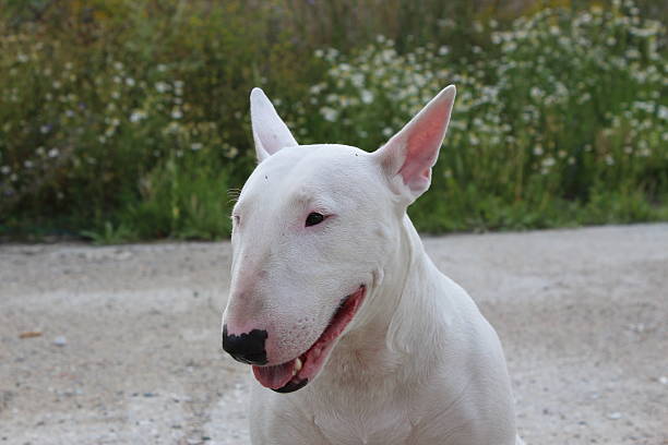 Exercise Tips for Your Energetic English Bull Terrier 8 Exercise Tips for Your Energetic English Bull Terrier 8