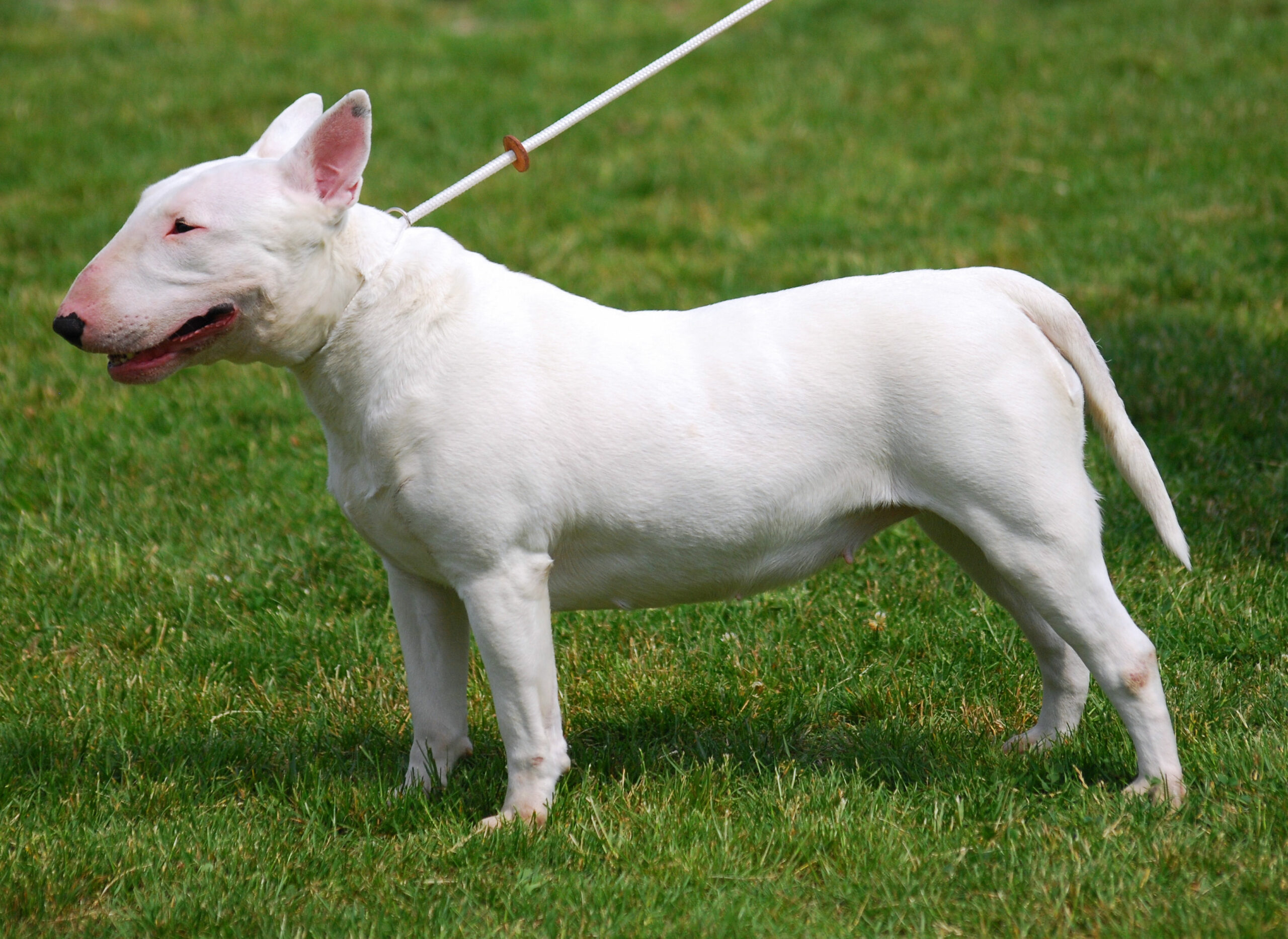 Loyal, Loving, and Hilarious: The English Bull Terrier Personality 7 Loyal, Loving, and Hilarious: The English Bull Terrier Personality 7