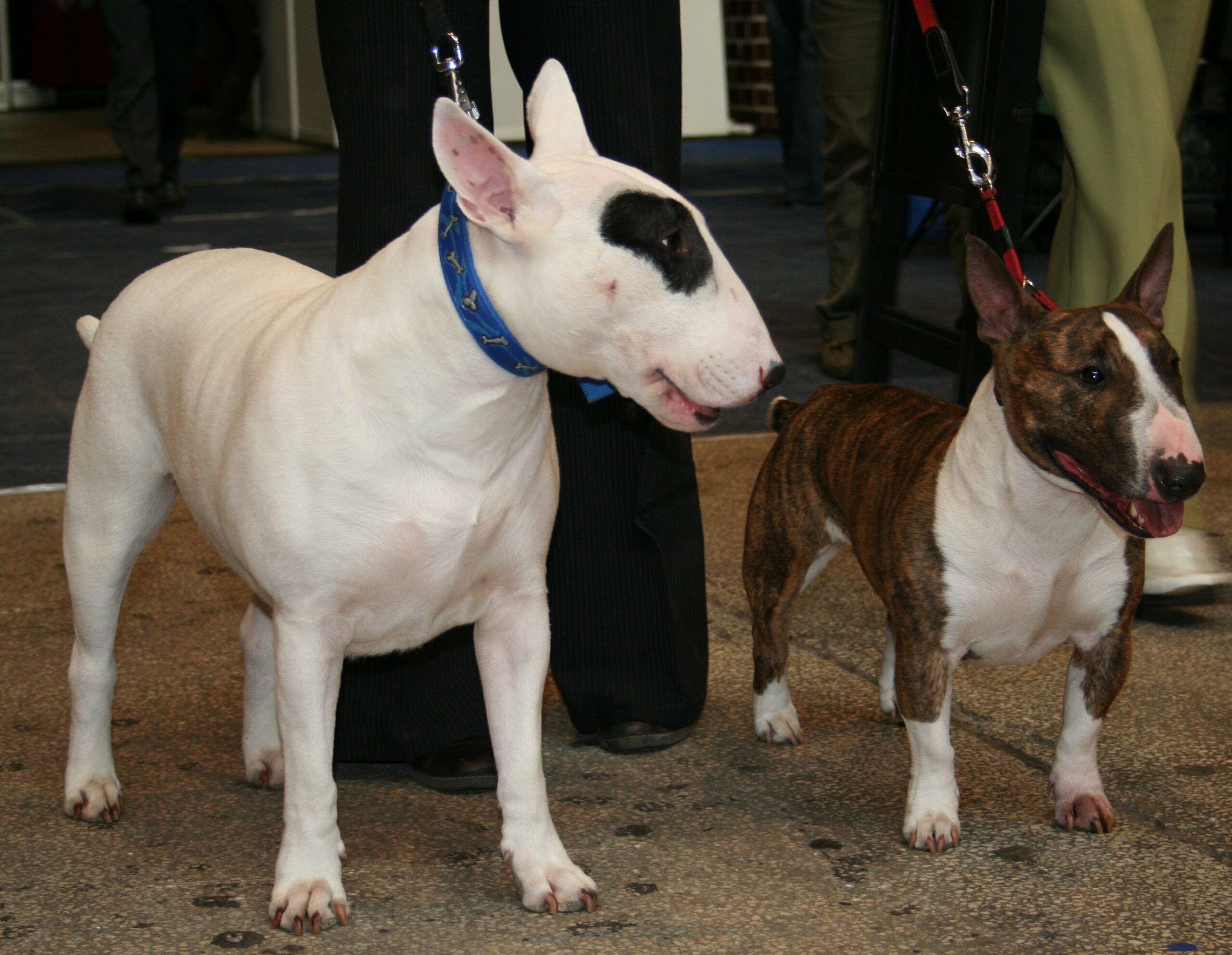 5 Training Mistakes New English Bull Terrier Owners Make — And How to Fix Them 9 5 Training Mistakes New English Bull Terrier Owners Make — And How to Fix Them 9