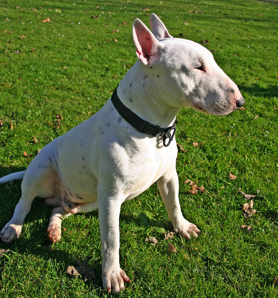How to Spot Signs of Stress in Your English Bull Terrier: A Comprehensive Guide 10 How to Spot Signs of Stress in Your English Bull Terrier: A Comprehensive Guide 10