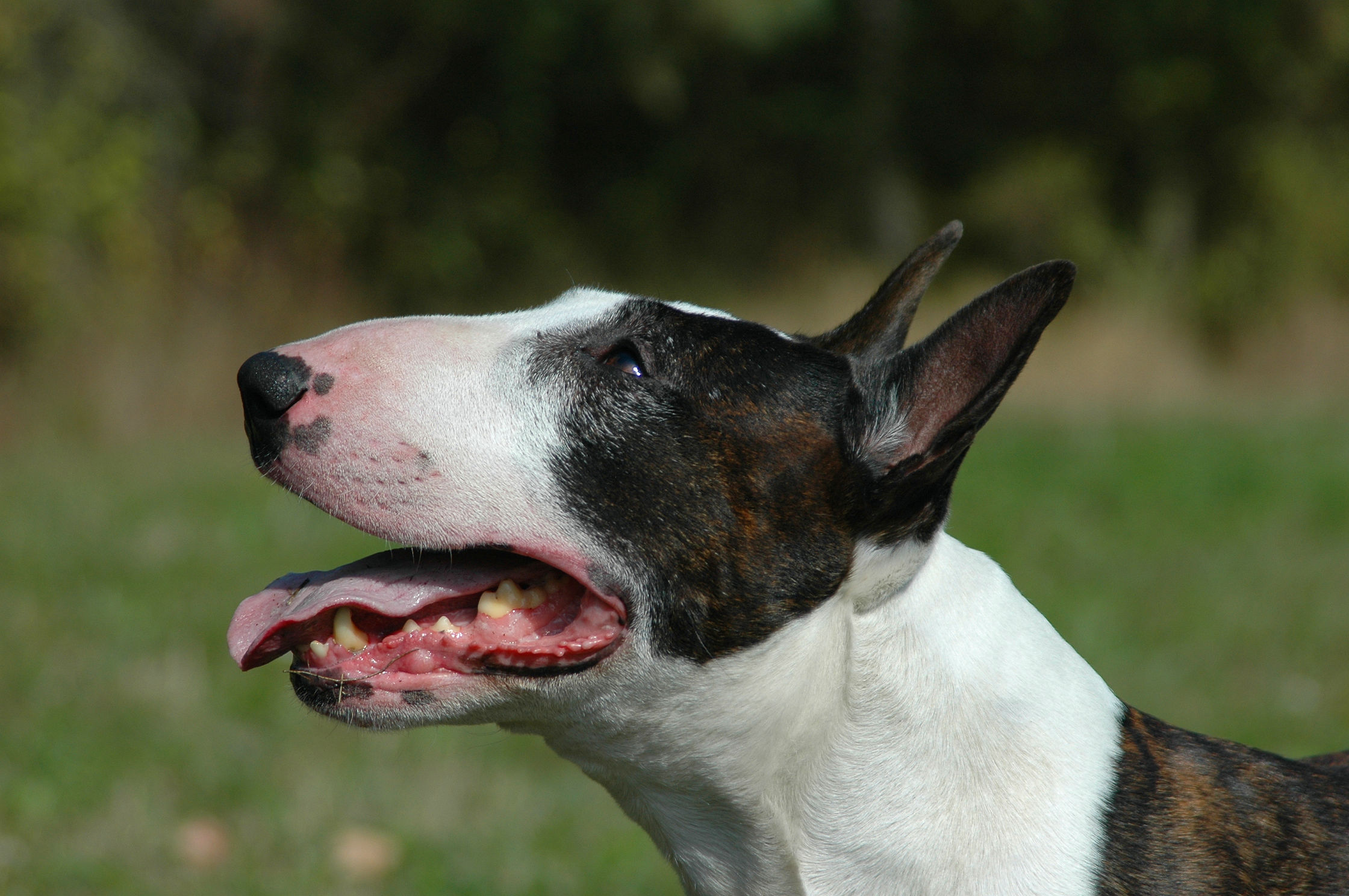 How to Spot Signs of Stress in Your English Bull Terrier: A Comprehensive Guide 9 How to Spot Signs of Stress in Your English Bull Terrier: A Comprehensive Guide 9
