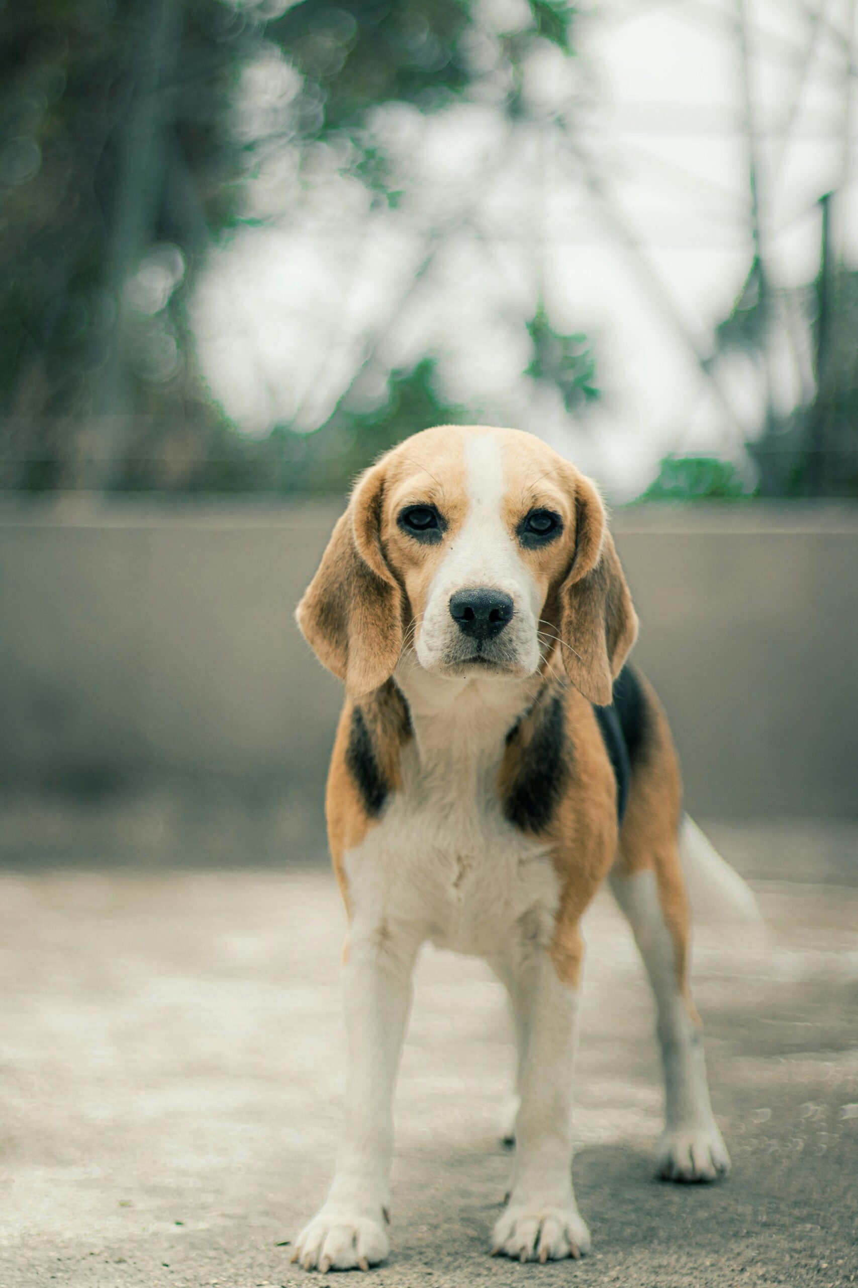 What It’s Really Like Living With a Beagle 10 What It’s Really Like Living With a Beagle 10