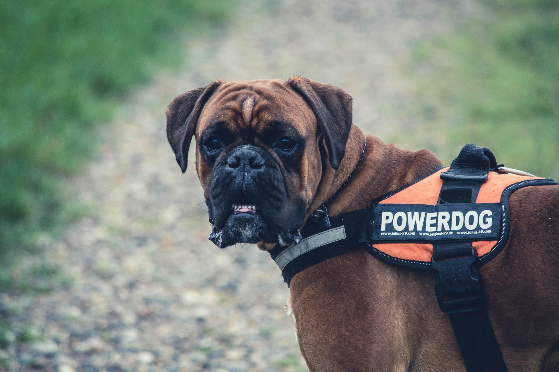 Boxer Grooming Tips: Keep Your Pup Looking Sharp 9 Boxer Grooming Tips: Keep Your Pup Looking Sharp 9