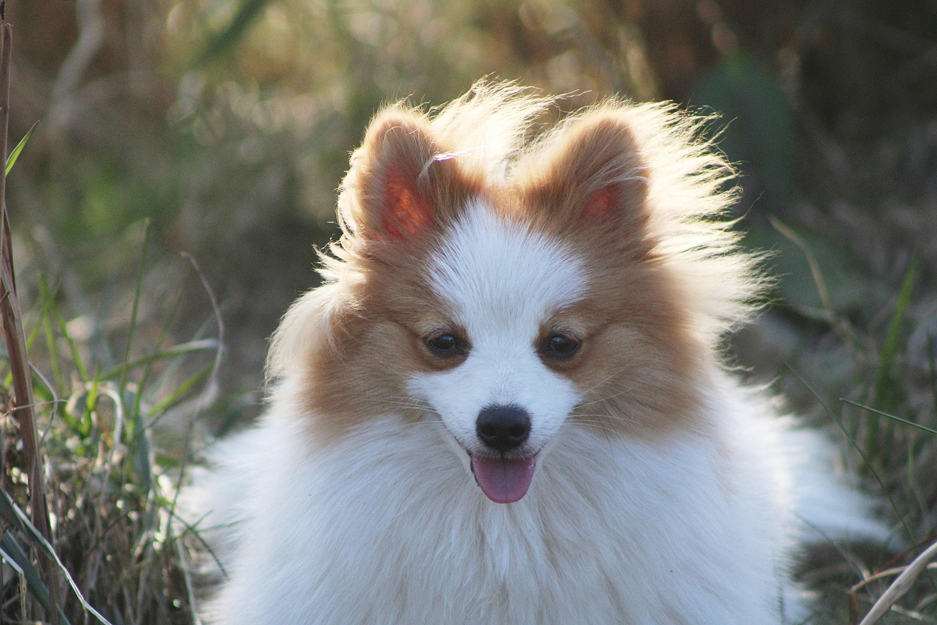 Why Pomeranians Are Tiny Dogs With Giant Personalities 9