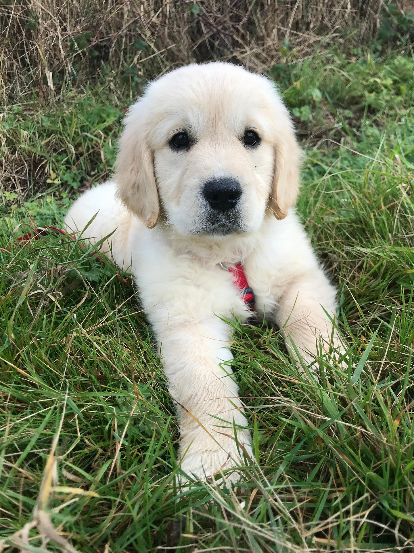 Golden Retriever Temperament Explained: Friendly, Loyal, and Smart 9