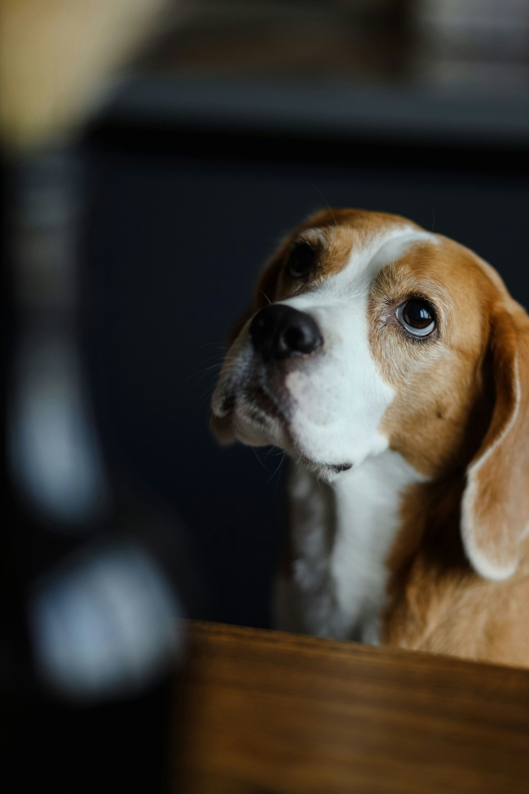 What It’s Really Like Living With a Beagle 11 What It’s Really Like Living With a Beagle 11