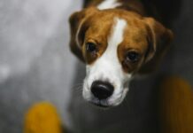 Signs Your Beagle Is Happy and Emotionally Healthy