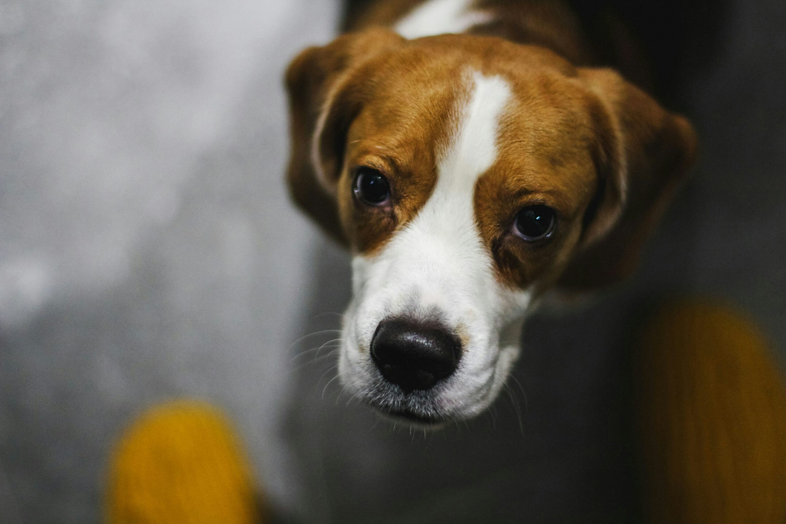 Signs Your Beagle Is Happy and Emotionally Healthy 64 Signs Your Beagle Is Happy and Emotionally Healthy 64