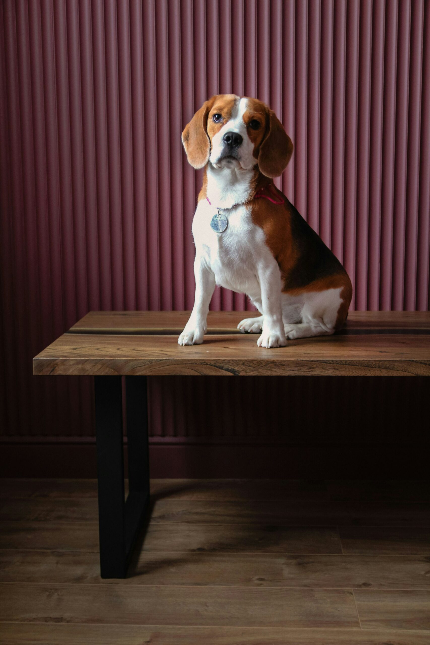 Beagle Training Mistakes Many Owners Make 9 Beagle Training Mistakes Many Owners Make 9