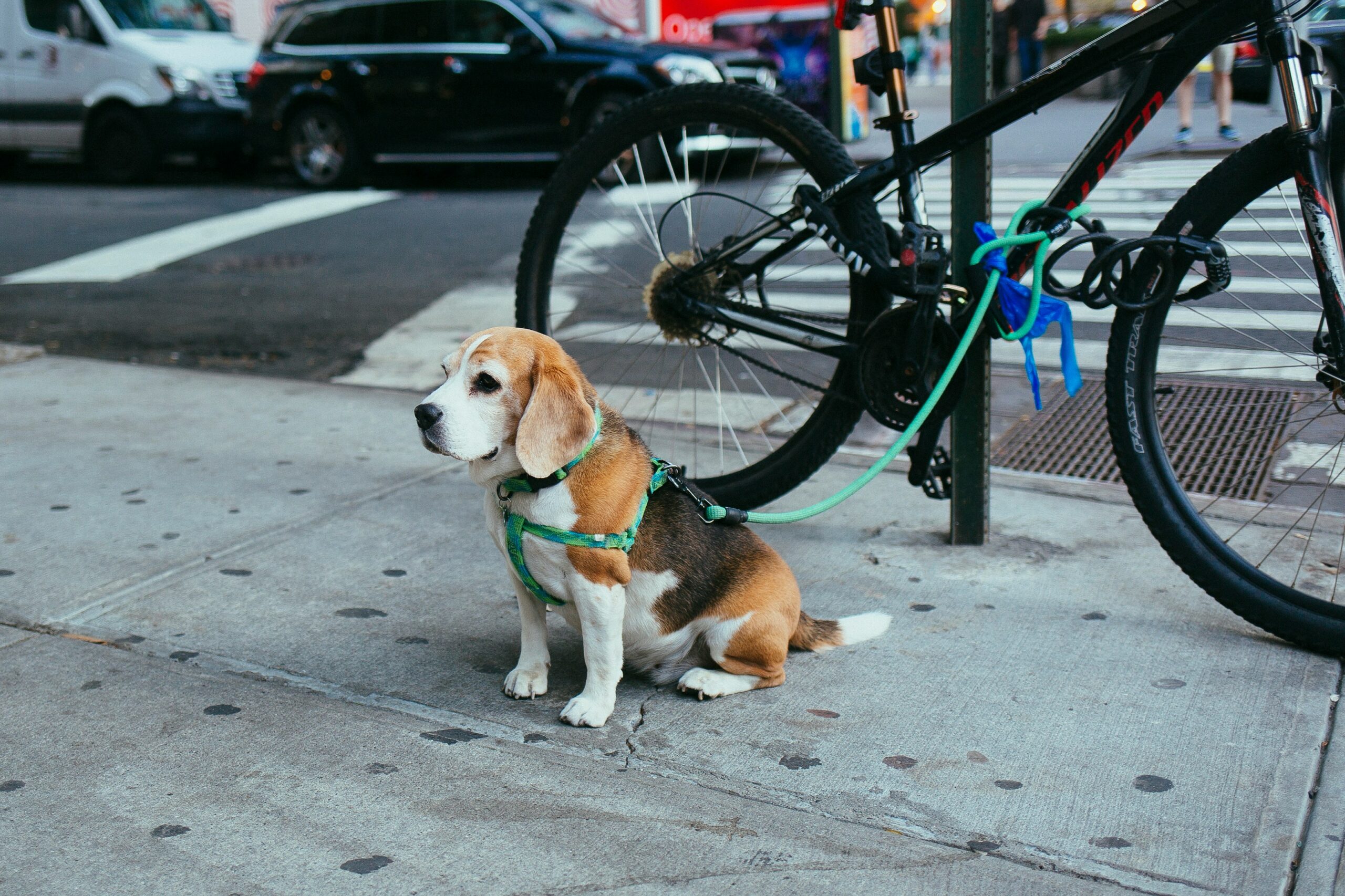 What It’s Really Like Living With a Beagle 9 What It’s Really Like Living With a Beagle 9
