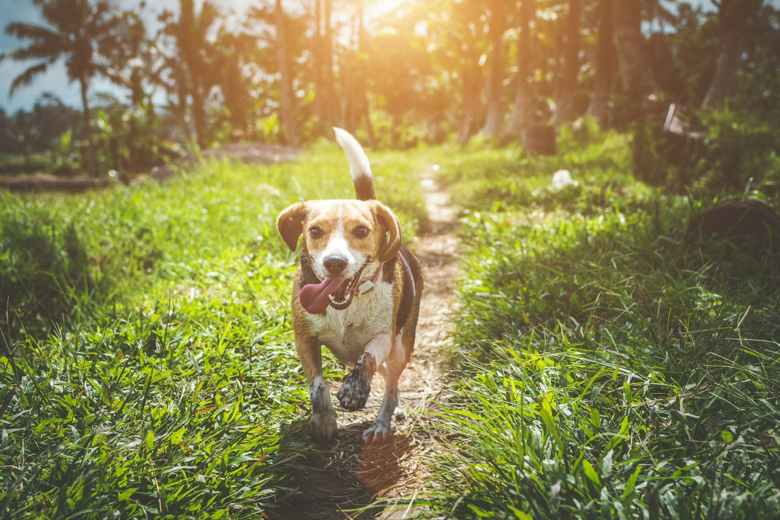 Beagle Training Mistakes Many Owners Make 10 Beagle Training Mistakes Many Owners Make 10