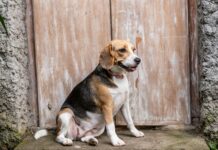Beagle Grooming Tips for a Healthy Coat and Skin