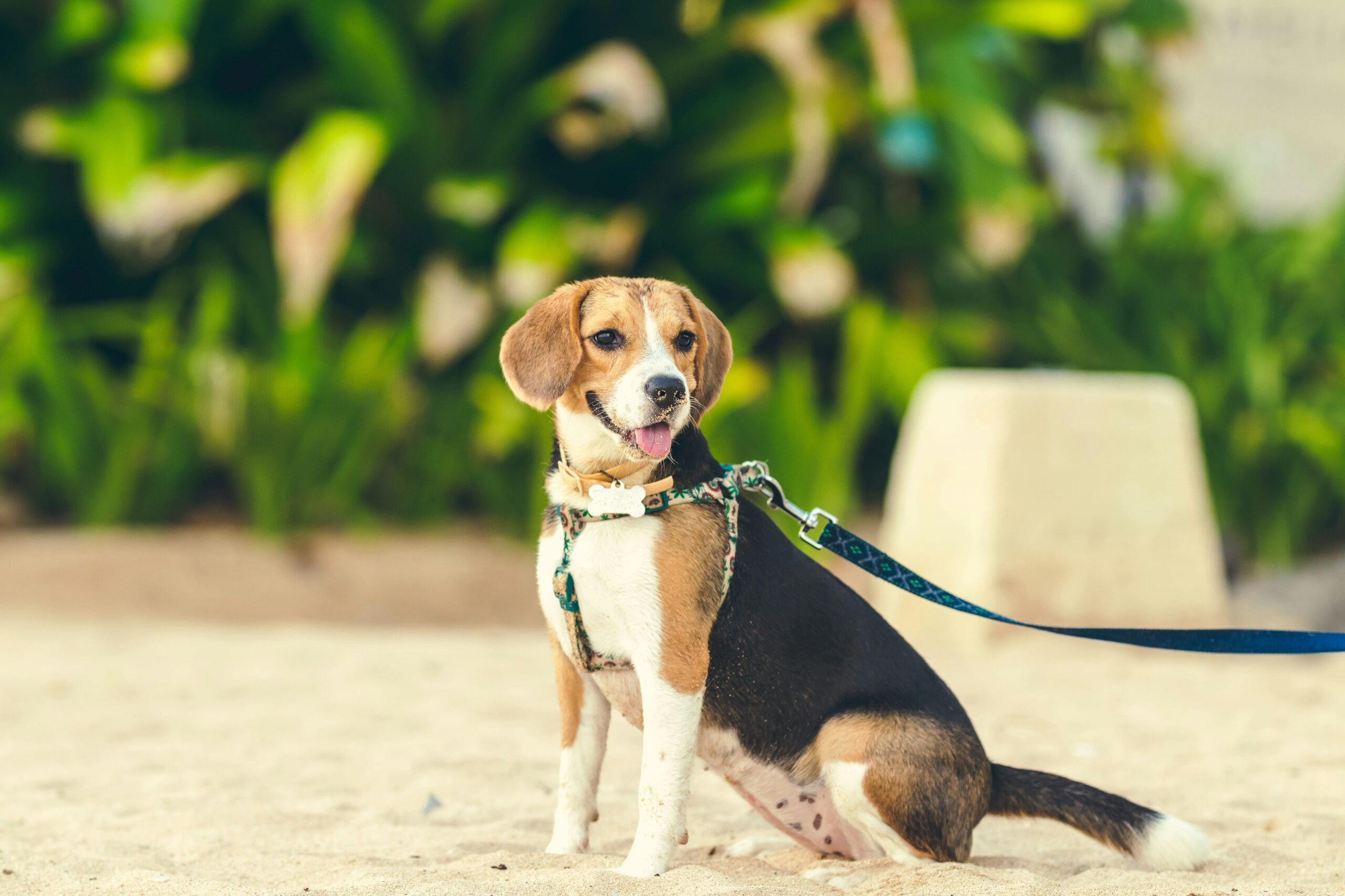 Are Beagles Right for You? Questions to Ask Before Adopting 29 Are Beagles Right for You? Questions to Ask Before Adopting 29