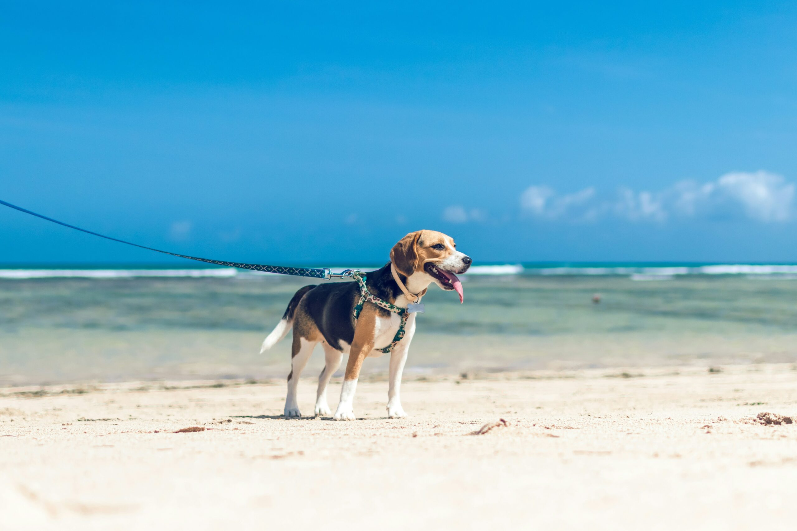 Beagle Training Mistakes Many Owners Make 11 Beagle Training Mistakes Many Owners Make 11