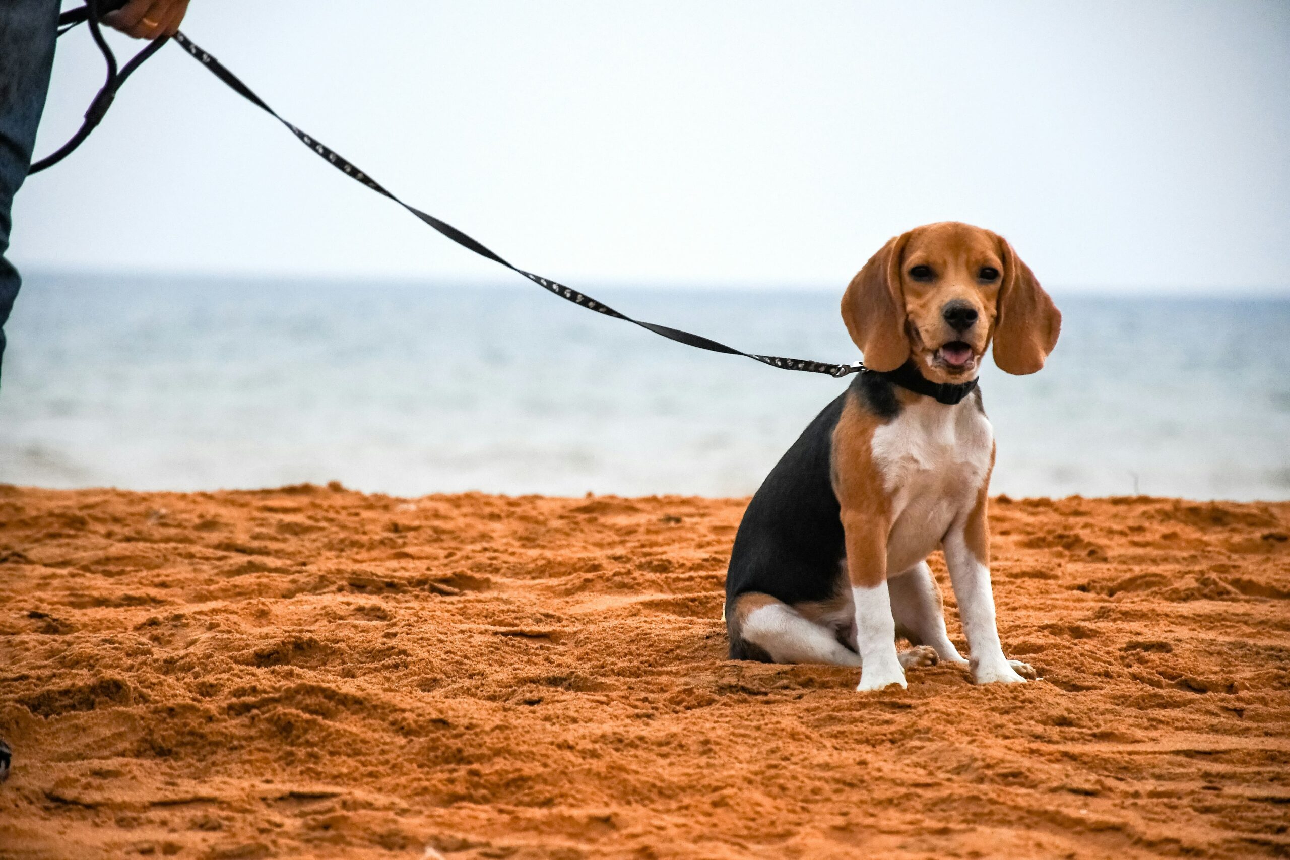 Are Beagles Right for You? Questions to Ask Before Adopting 10
