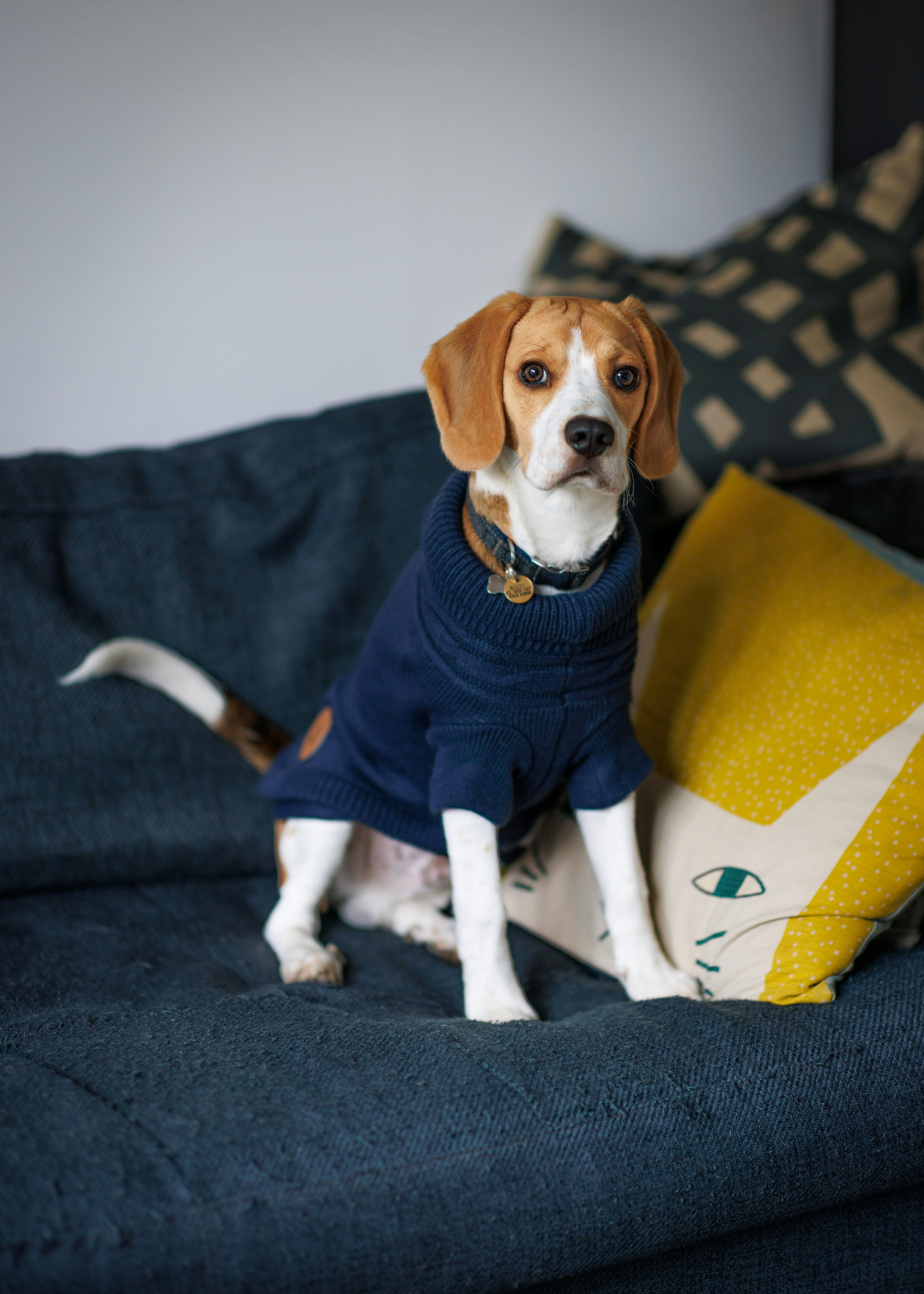 Are Beagles Right for You? Questions to Ask Before Adopting 11