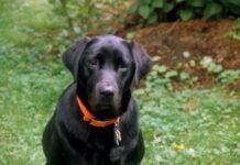 Are Labrador Retrievers Good With Children and Other Pets? The Honest, In-Depth Guide