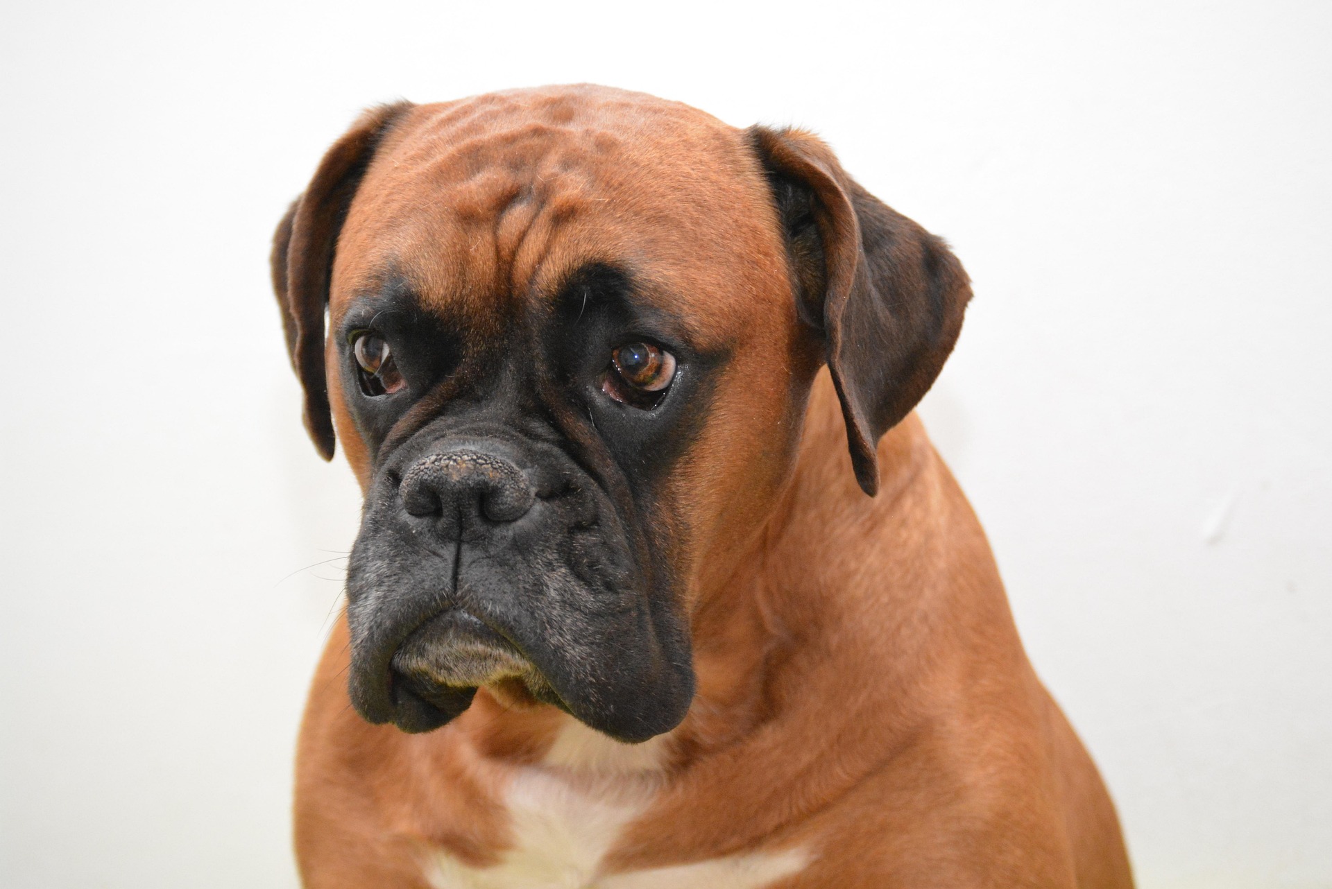 Understanding Your Boxer Dog’s Playful Personality 10 Understanding Your Boxer Dog’s Playful Personality 10