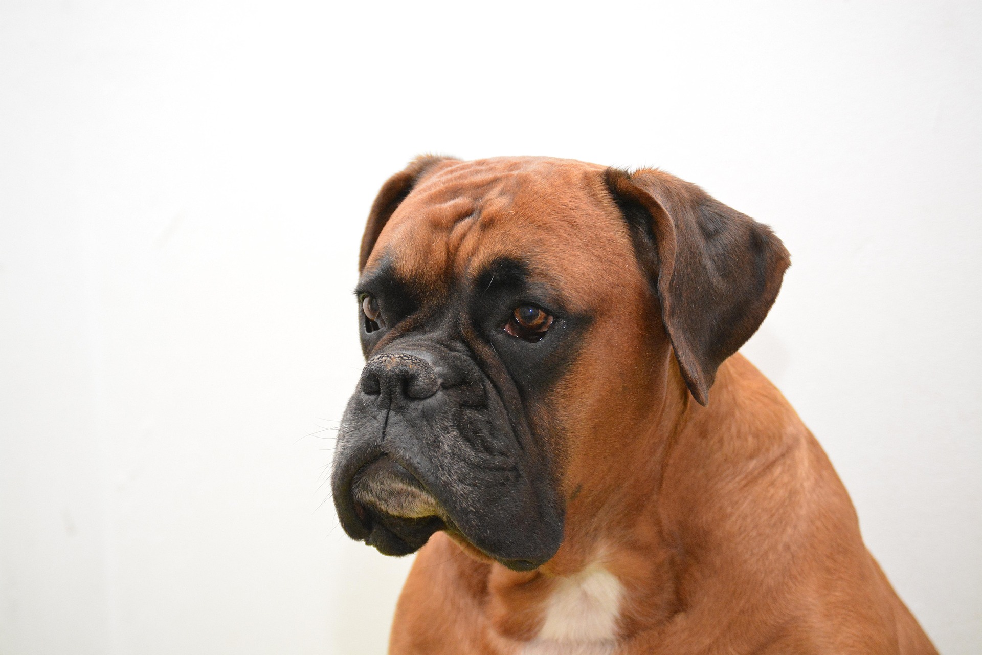 Understanding Your Boxer Dog’s Playful Personality 11 Understanding Your Boxer Dog’s Playful Personality 11