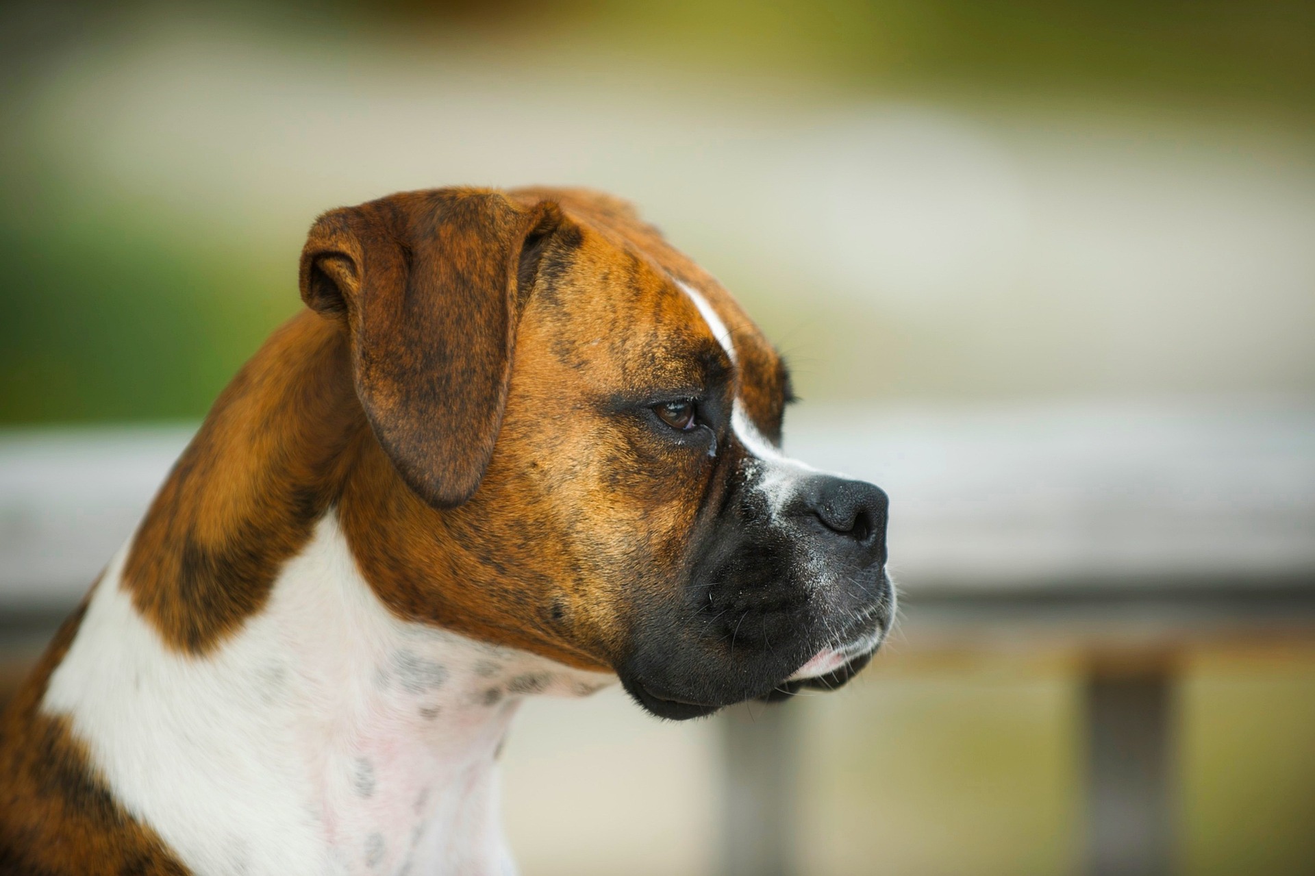 How to Make Your Boxer Dog Feel Loved Every Day 10 How to Make Your Boxer Dog Feel Loved Every Day 10