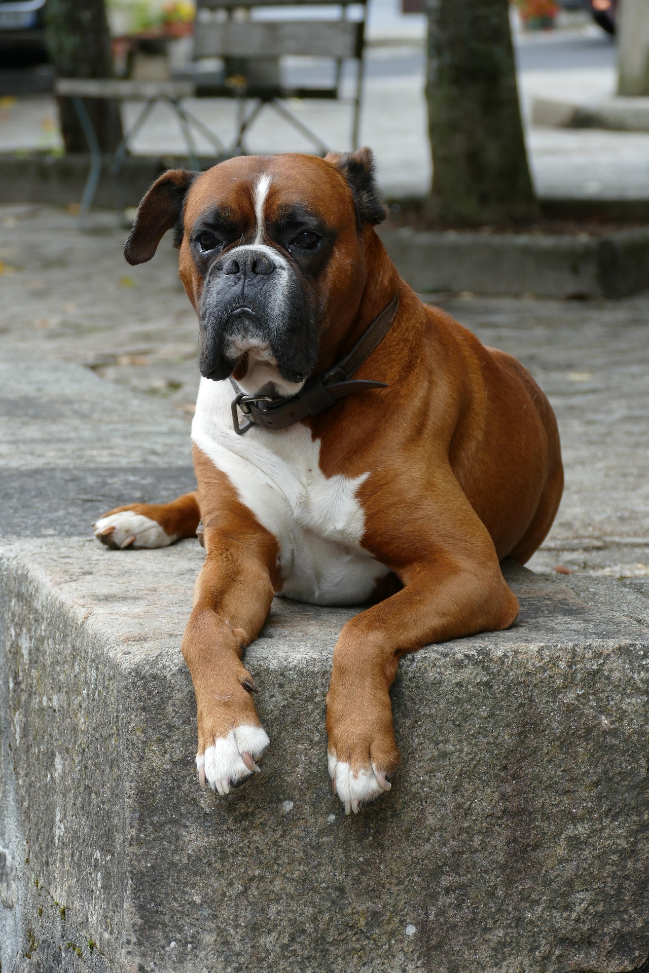 Boxer Dogs Through the Seasons: Care Tips Year‑Round 9 Boxer Dogs Through the Seasons: Care Tips Year‑Round 9