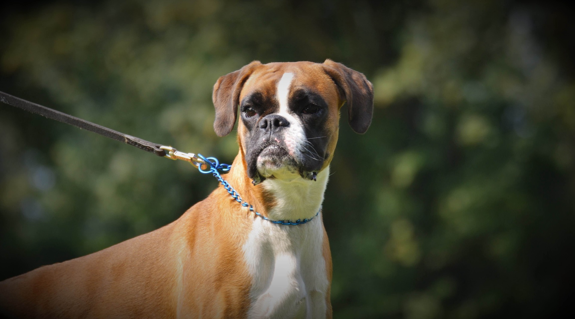 Boxer Dogs Through the Seasons: Care Tips Year‑Round 11 Boxer Dogs Through the Seasons: Care Tips Year‑Round 11