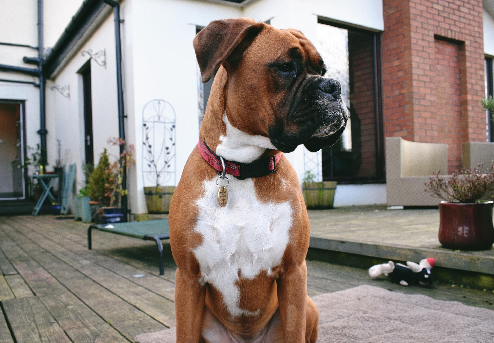 The Funniest Boxer Dog Moments Caught on Camera 10