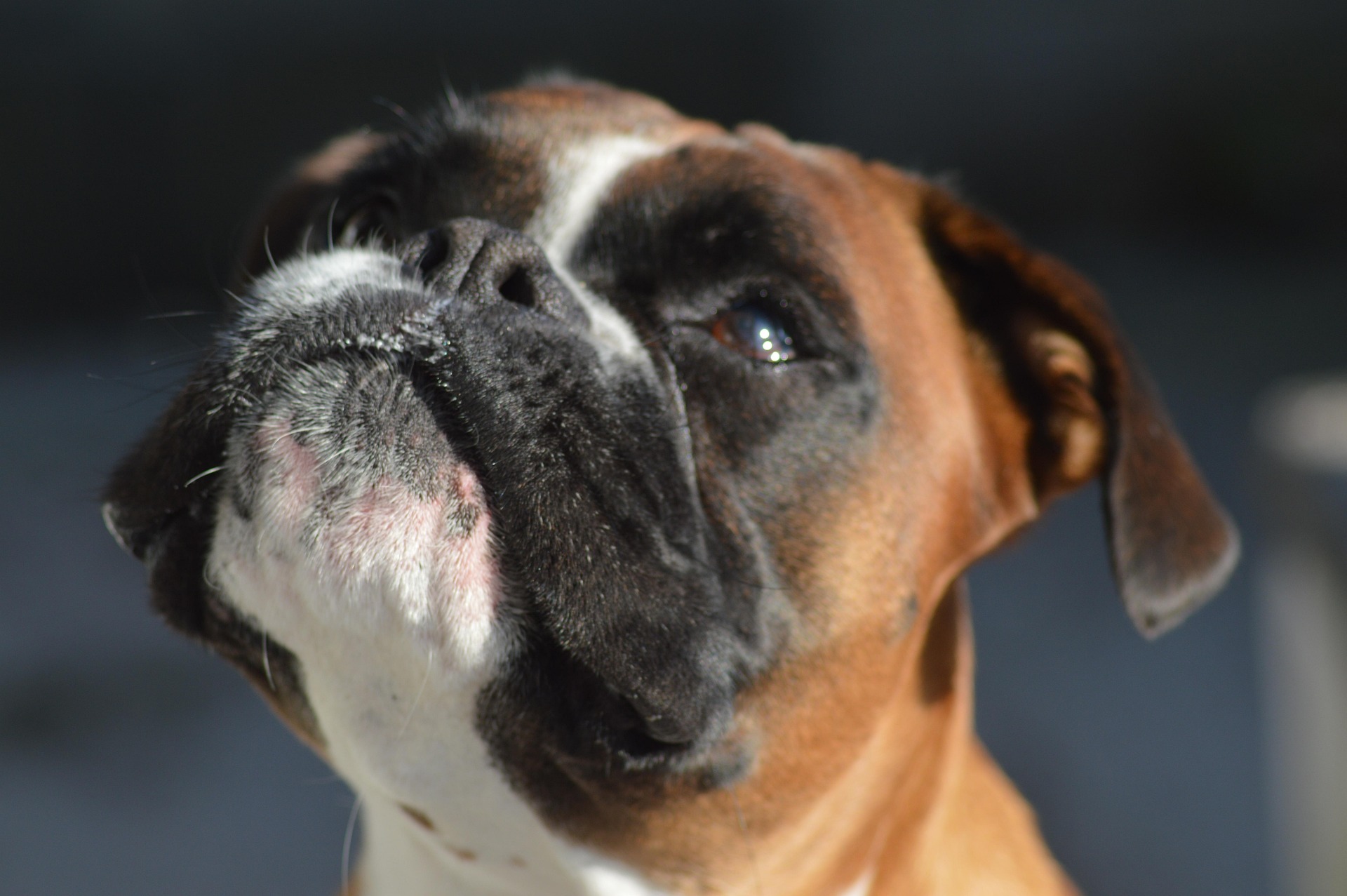 The Science Behind the Boxer Dog’s Incredible Loyalty 10 The Science Behind the Boxer Dog’s Incredible Loyalty 10