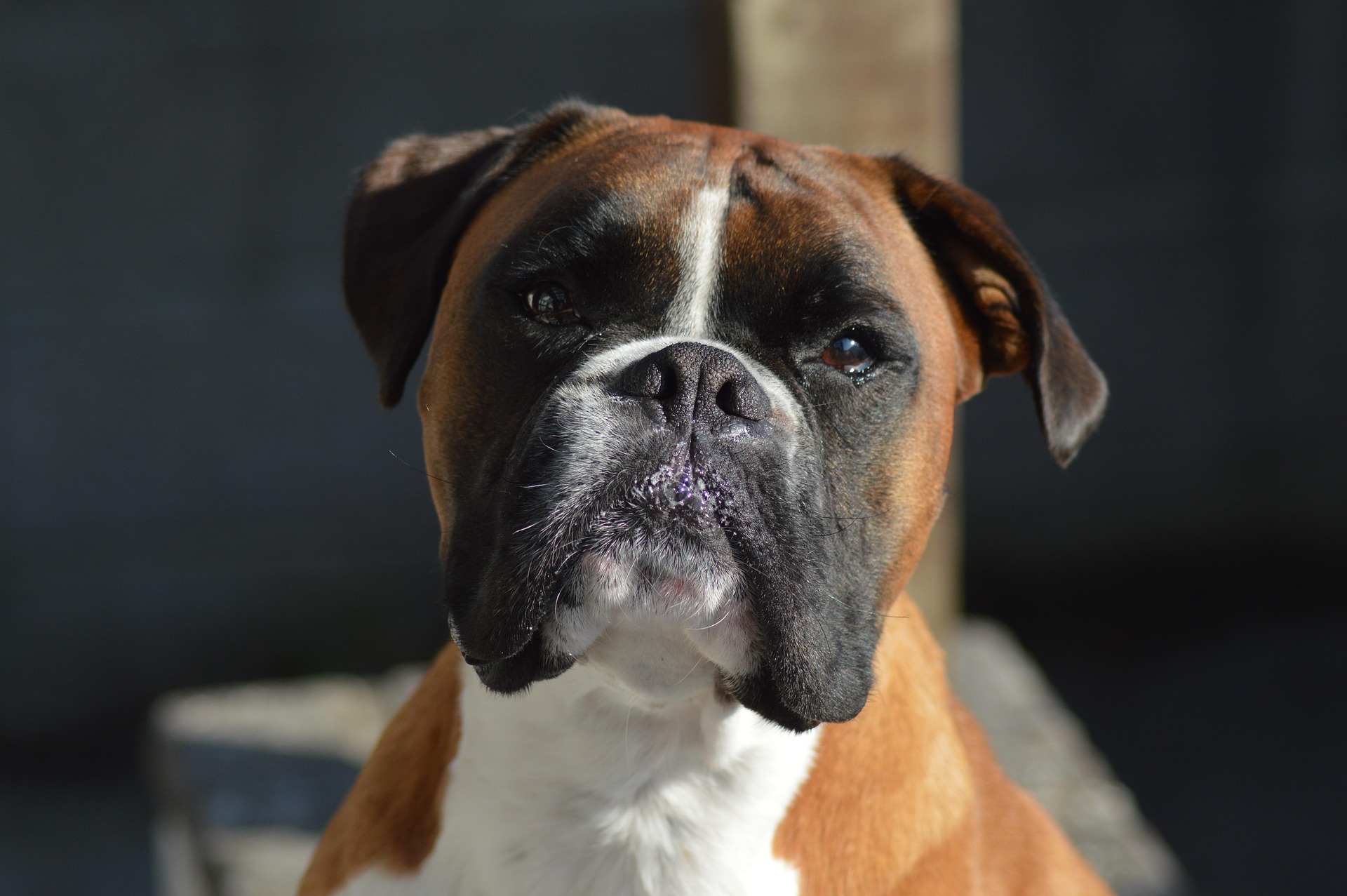 The Science Behind the Boxer Dog’s Incredible Loyalty 11 The Science Behind the Boxer Dog’s Incredible Loyalty 11