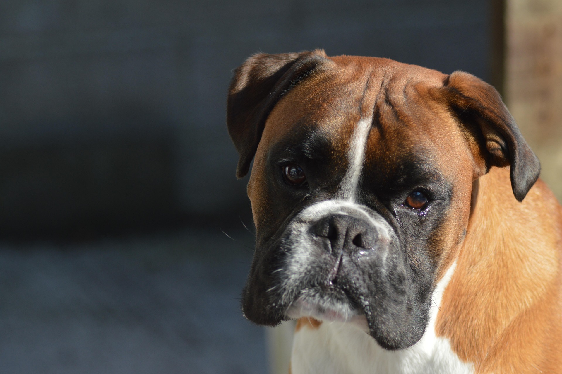 Boxer Rescue Stories That Will Melt Your Heart 9 Boxer Rescue Stories That Will Melt Your Heart 9