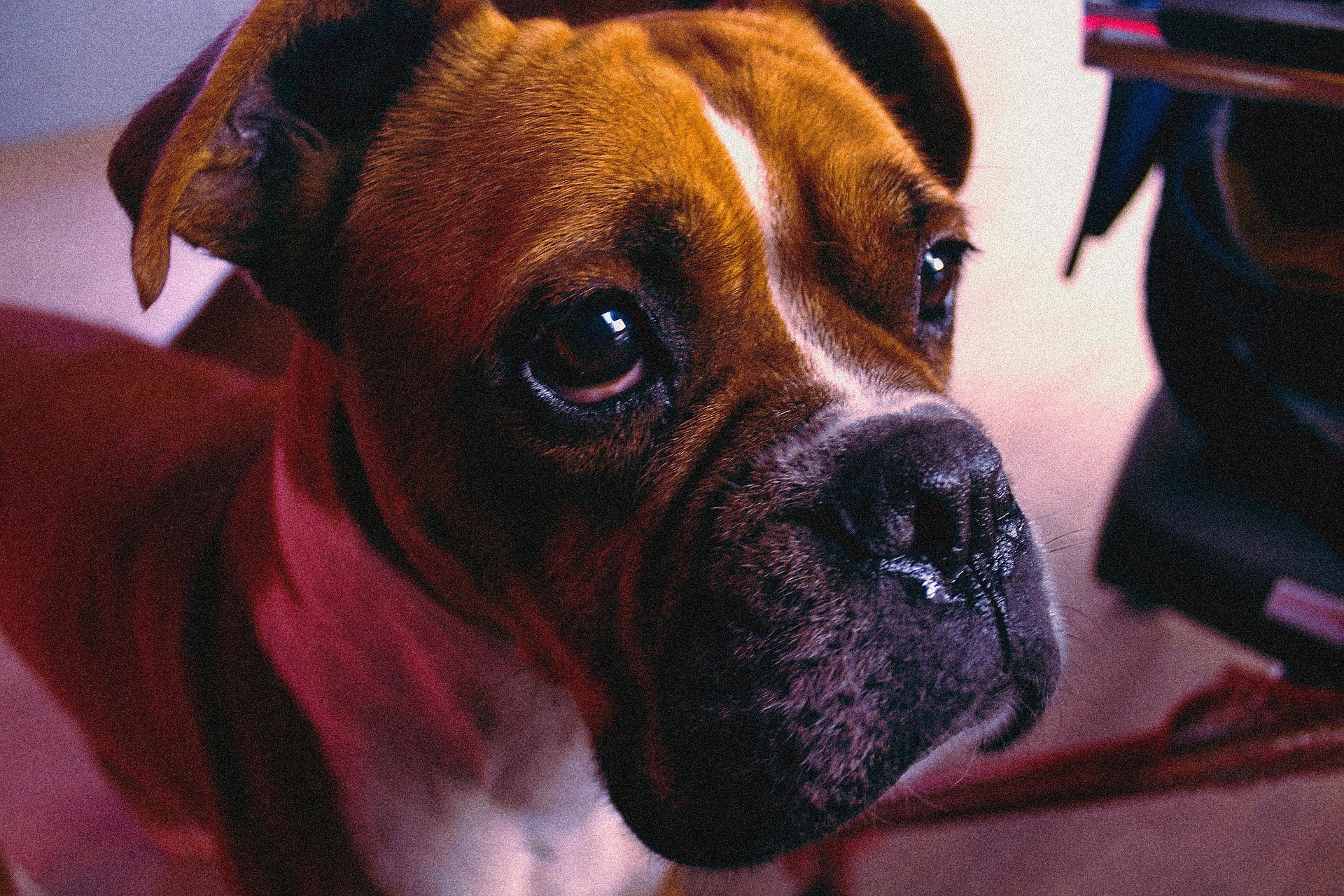 How to Deal With a Stubborn Boxer Dog: A Complete Guide 10