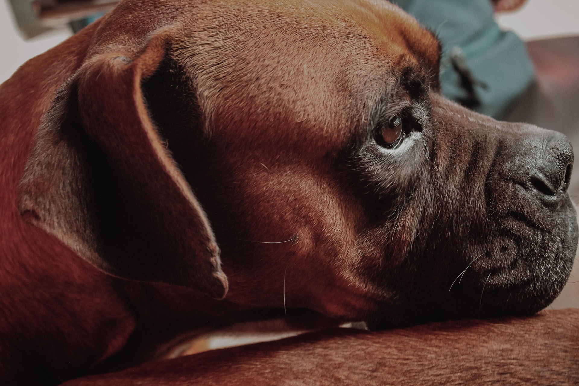 The Evolution of Boxer Dogs: From Guard Dogs to Family Pets 9