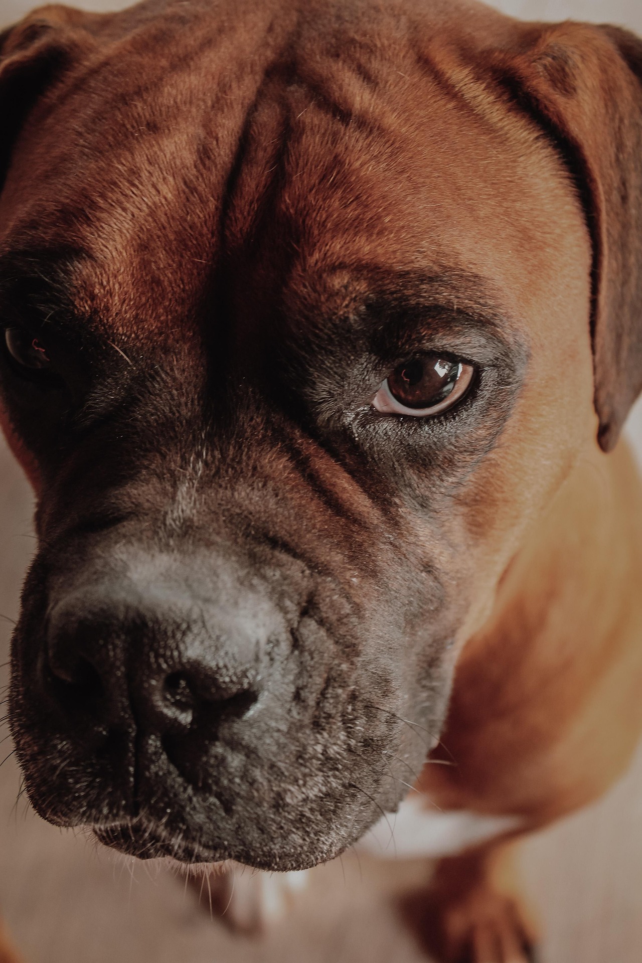 5 Training Mistakes New Boxer Owners Make (and How to Fix Them) 10