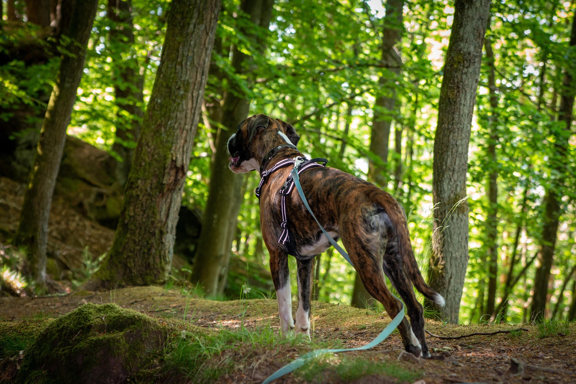 Boxer Dogs and Exercise: What You Need to Know 7 Boxer Dogs and Exercise: What You Need to Know 7