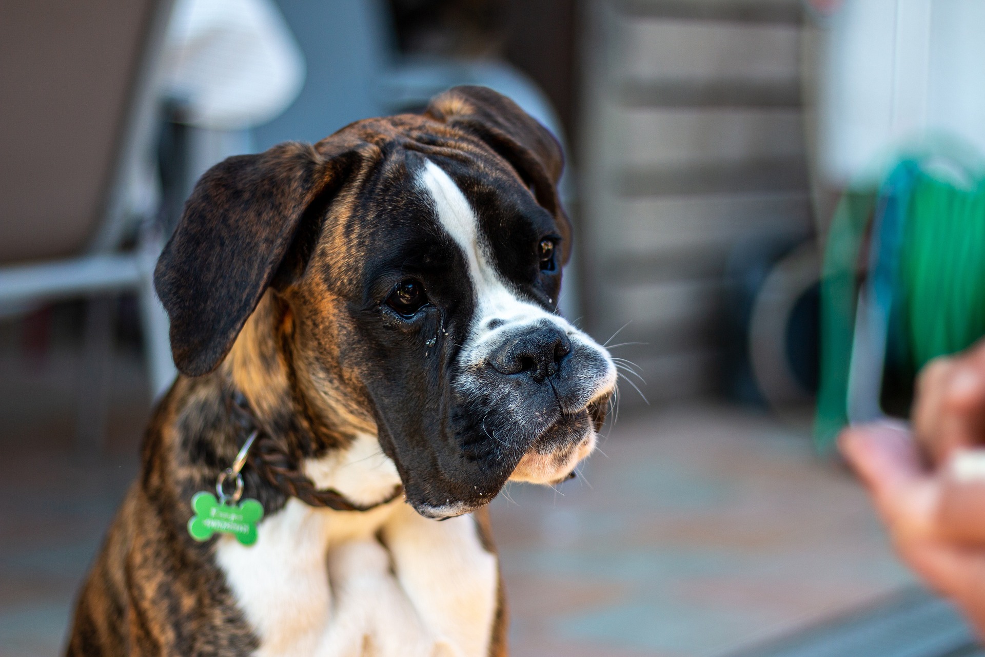 Boxer Dogs and Exercise: What You Need to Know 8 Boxer Dogs and Exercise: What You Need to Know 8