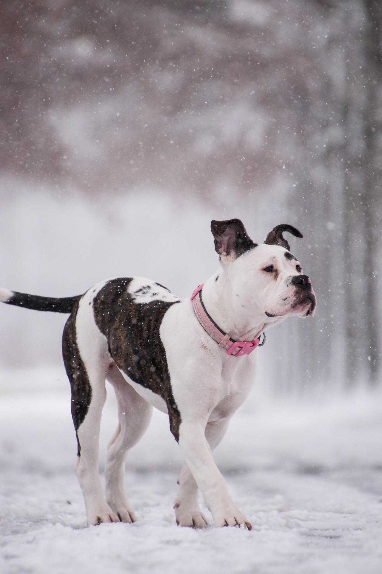 Boxer Puppies Growth Stages: What to Expect 9 Boxer Puppies Growth Stages: What to Expect 9