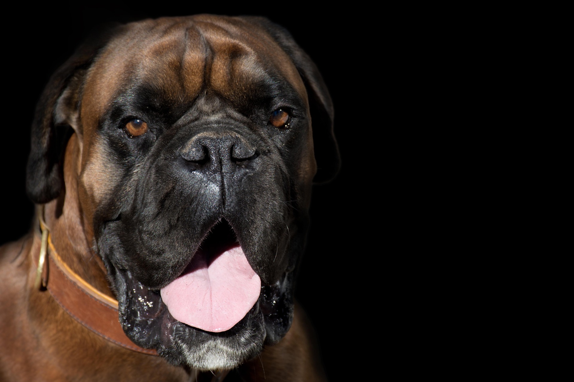 Boxer Dogs and Other Pets: Making Peace at Home 10