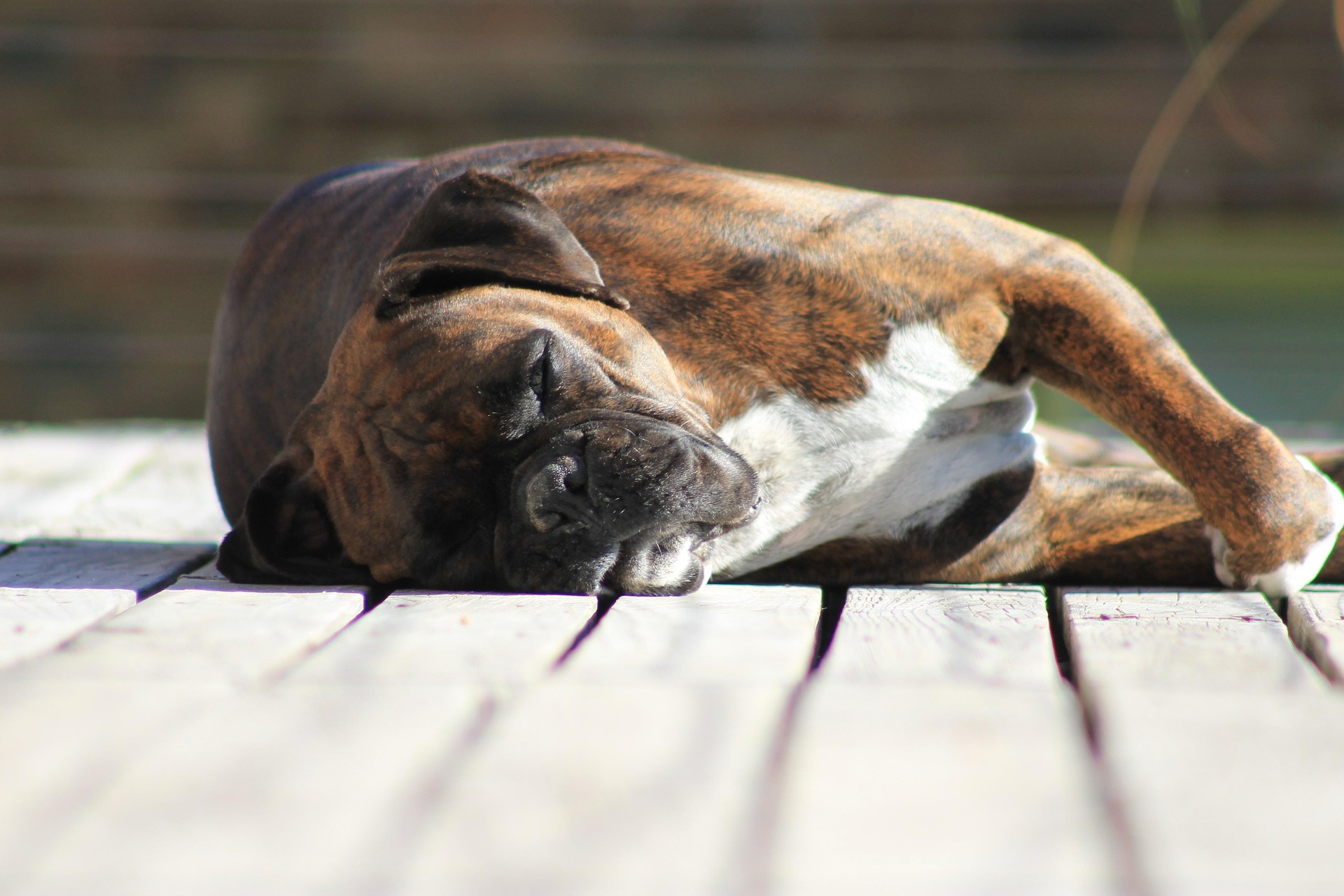 7 Signs Your Boxer Dog Is the Happiest Pup Ever 8