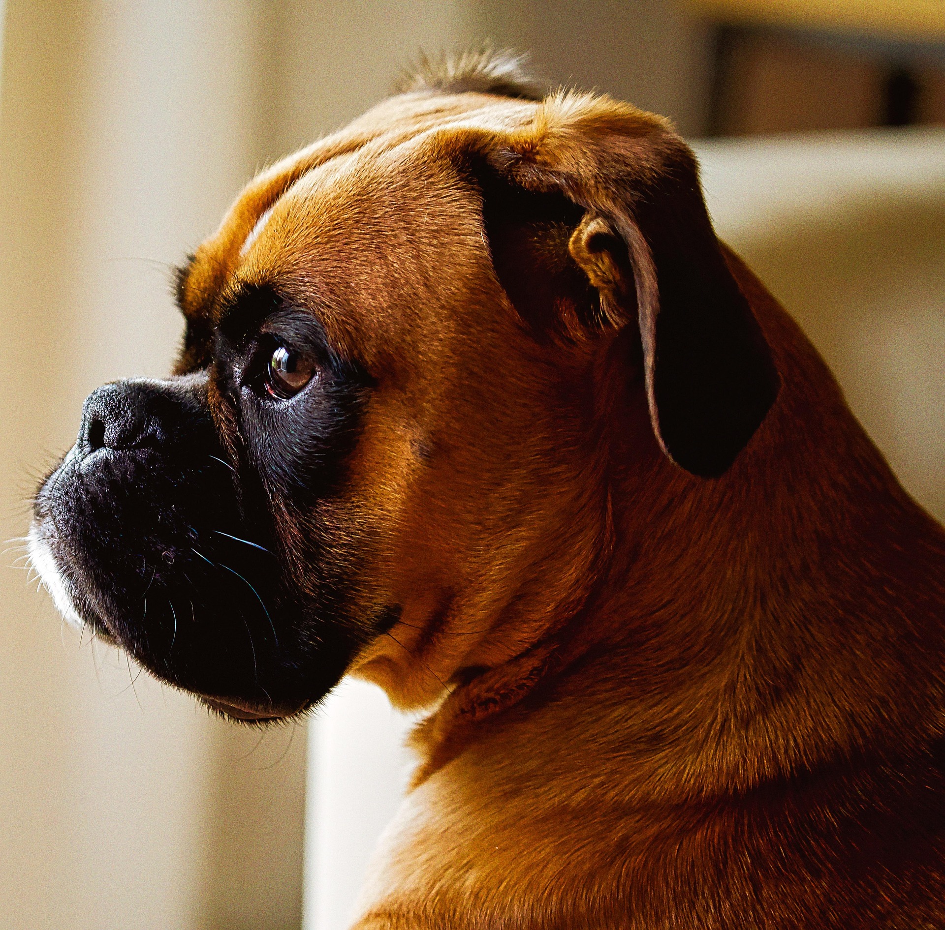 The Top 10 Traits That Make Boxer Dogs Unique 7 The Top 10 Traits That Make Boxer Dogs Unique 7