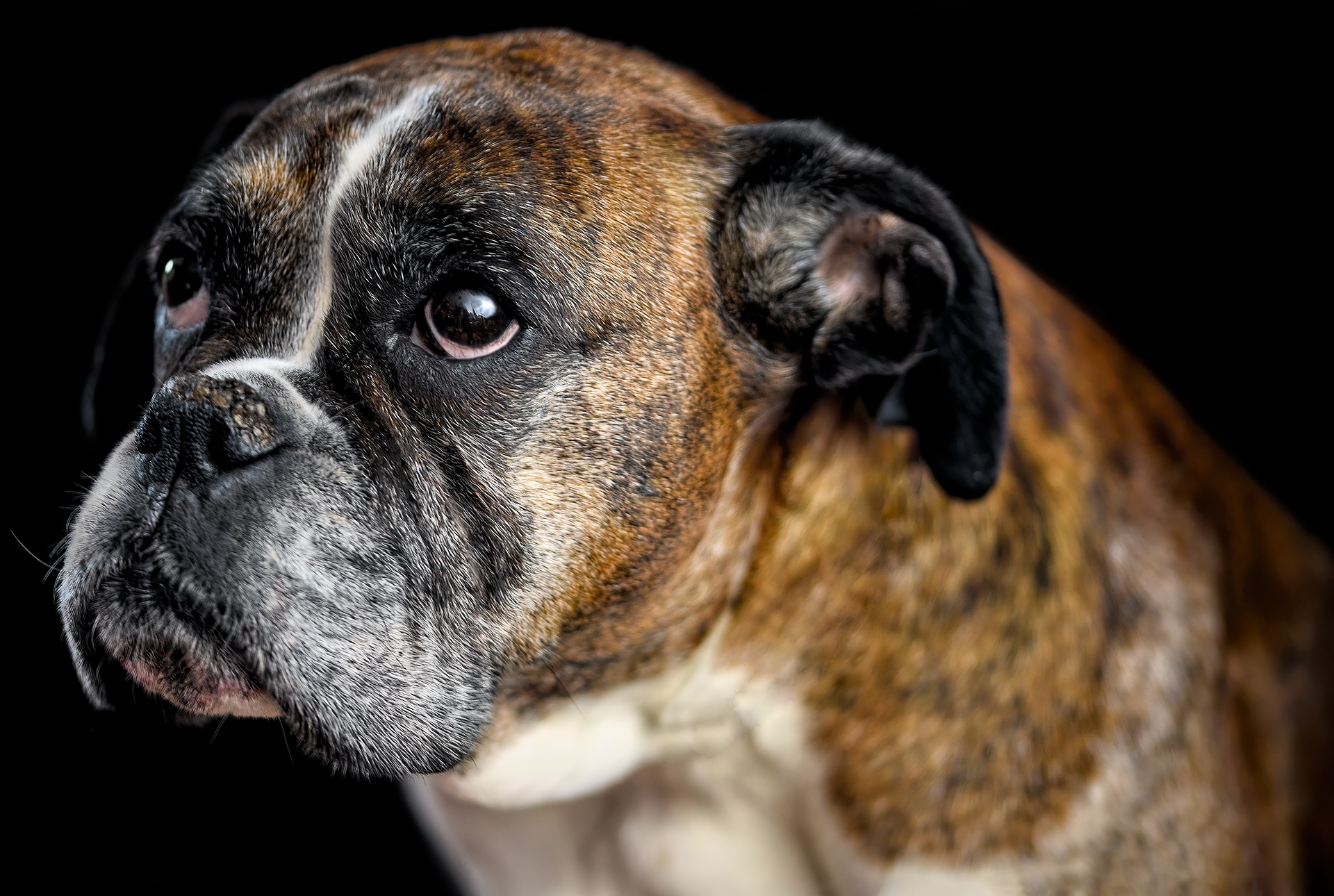 Boxer Dogs and Other Pets: Making Peace at Home 11